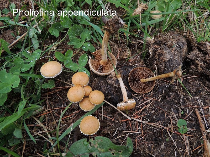 Pholiotina velata-amf493.jpg - Pholiotina velata ; Syn1: Conocybe appendiculata ; Syn2: Galera velata ; Non français: Conocybe appendiculé